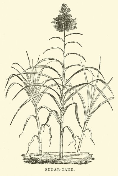 Canna da zucchero da English School