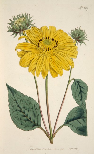 Girasole, pub. 1796 incisione colorata a mano da English School