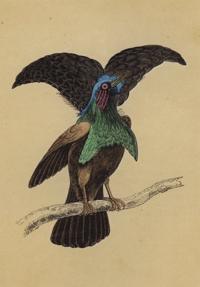 Uccello del Paradiso Superbo da English School