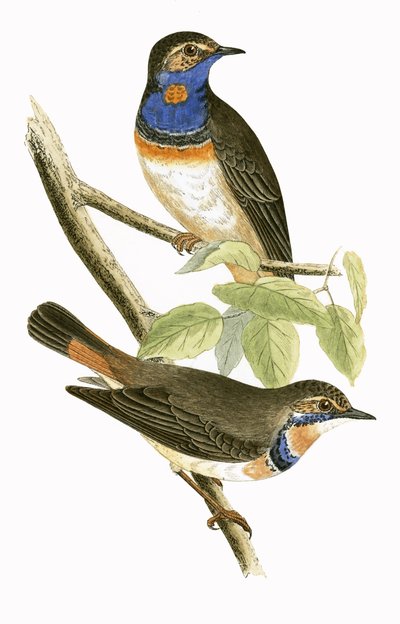 Passera svedese dalla gola blu, illustrazione da 
