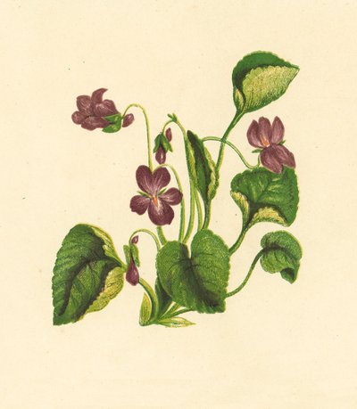 Viola Odorata da English School