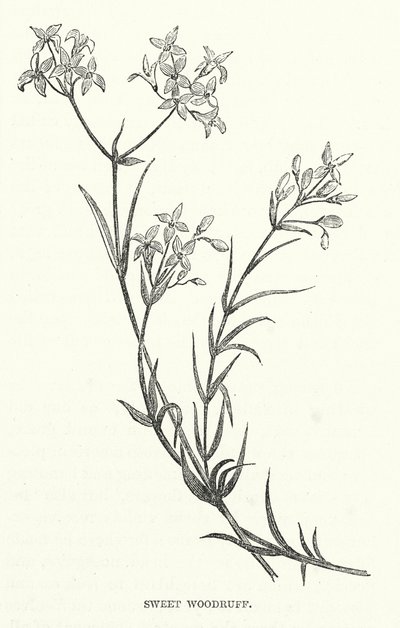 Asperula Odorosa (incisione) da English School