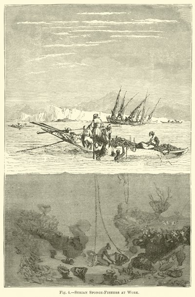 Pescatori di spugne siriani al lavoro da English School