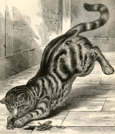 Gatto Soriano che Salta su un Topo da English School