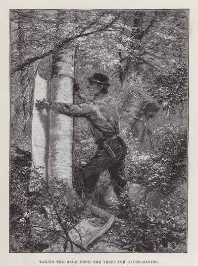 Rimozione della corteccia dagli alberi per la costruzione di canoe da English School