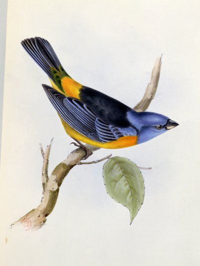 Tanagra Darwini, tavola 34 da La Zoologia del Viaggio dell