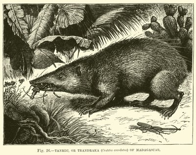 Tanrec, o Trandraka (Centetes ecaudatus) del Madagascar da English School