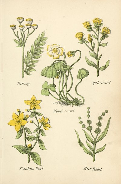 Tanaceto, Spikenard, Acetosella, Erba di San Giovanni, Bur Reed da English School
