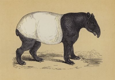 Tapir da English School