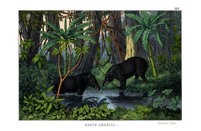 Tapir da English School