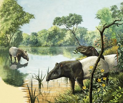 Tapiri, illustrazione dal Paese delle meraviglie della natura da English School