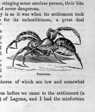 Tarantola, da Santo Domingo Passato e Presente di Samuel Hazard, pub. 1873 da English School