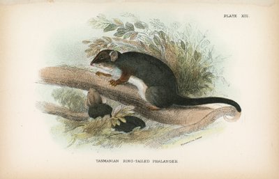 Falanger dalla coda ad anello della Tasmania da English School