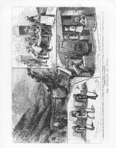 Coltivazione del tè in India, 1883 da English School