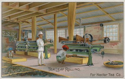 Rotolamento delle foglie di tè, per Nectar Tea Co, carta commerciale da English School