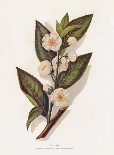 Pianta del tè da English School