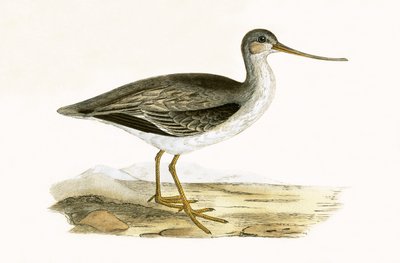 Terek Godwit, illustrazione da 