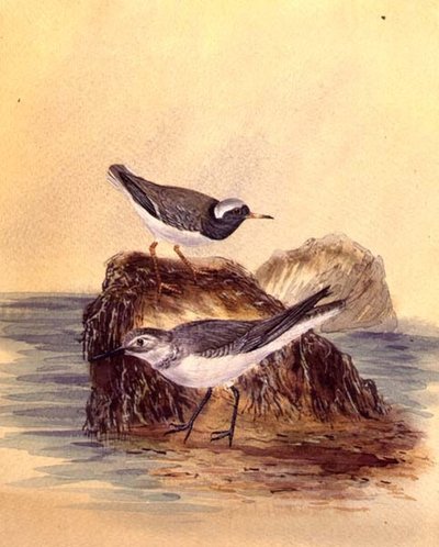 Sterne, c.1890 da English School