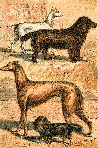 Terrier, Spaniel, Levriero e Spaniel del Re Carlo da English School