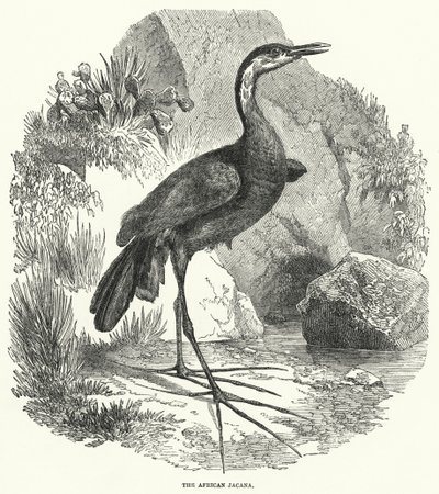 Il jacana africano da English School