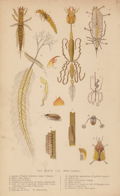 La mosca dell