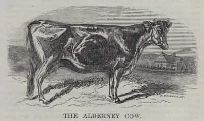 La mucca di Alderney (incisione) da English School