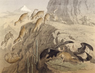 Le montagne delle Ande in Perù, caccia al lama, il condor da English School