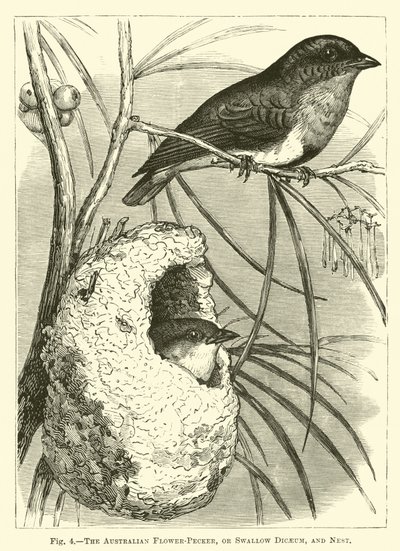 Il fiorpecker australiano, o Dicaeum rondine, e nido da English School