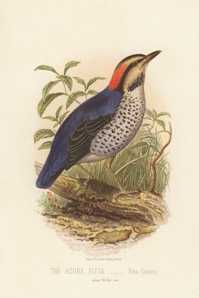Pitta Azzurra, Pitta Cyanea da English School
