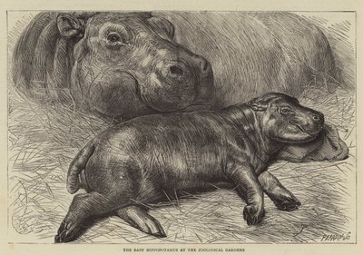 Il Baby Ippopotamo ai Giardini Zoologici da English School