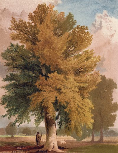 Il Faggio in Inizio Autunno da English School