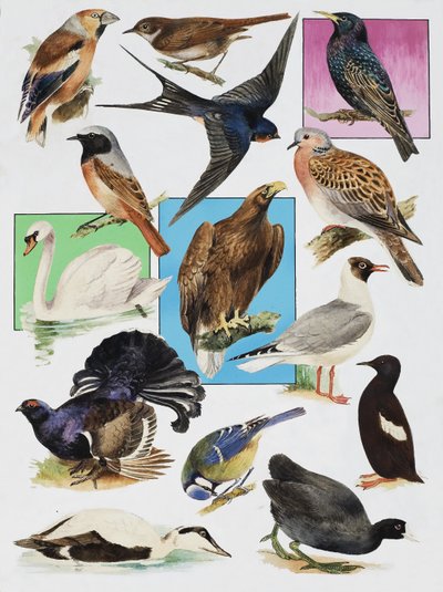 Gli uccelli della Gran Bretagna da English School