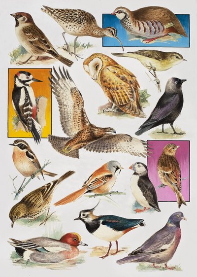 Gli uccelli della Gran Bretagna da English School
