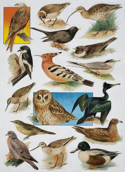 Gli Uccelli della Gran Bretagna da English School