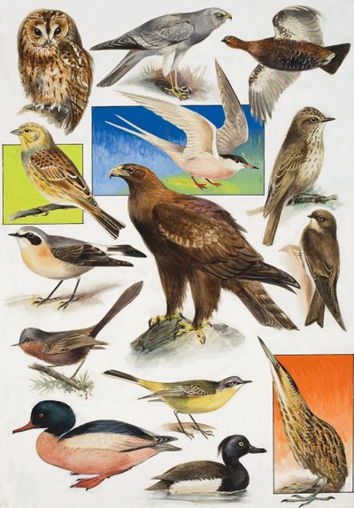 Gli uccelli della Gran Bretagna da English School