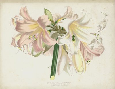 Amaryllis Blanda da English School
