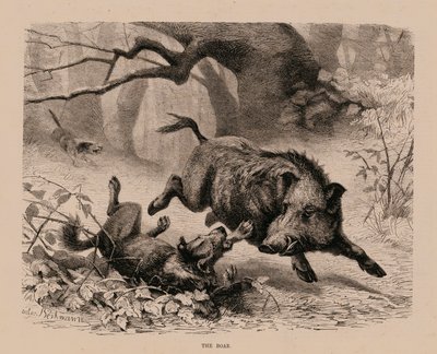 Il cinghiale (incisione) da English School