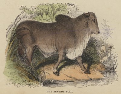 Il toro del Brahmino da English School