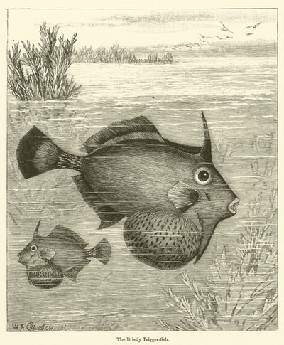 Il pesce scorpione da English School