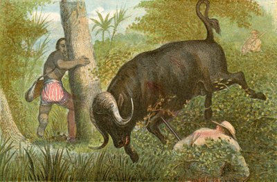 Il Bufalo - 