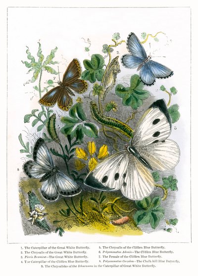 Il Vivarium delle farfalle (incisione a colori) da English School