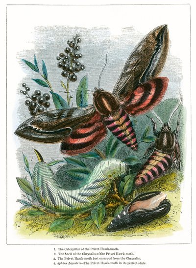 Il Vivarium delle farfalle (incisione a colori) da English School