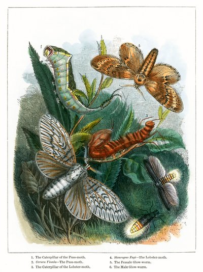 Il Vivarium delle farfalle (incisione a colori) da English School
