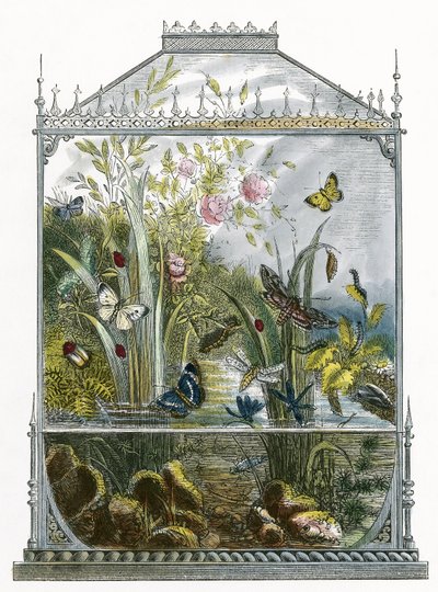 Il vivarium delle farfalle da English School
