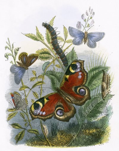 Il vivarium delle farfalle da English School