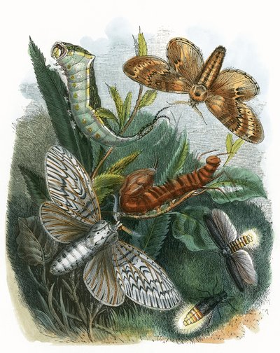 Il vivarium delle farfalle da English School