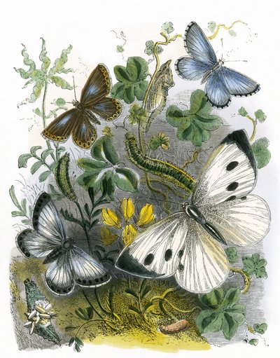 Il vivarium delle farfalle da English School