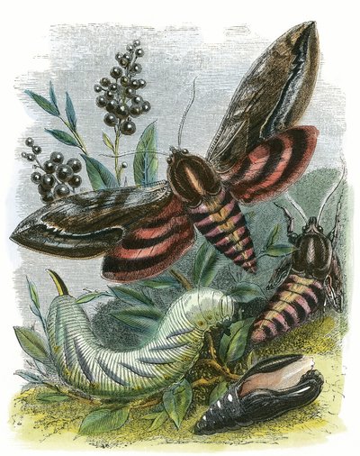 Il vivarium delle farfalle da English School