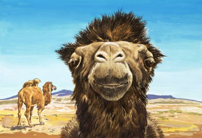 Il cammello, illustrazione da "Creature con facce buffe". da English School
