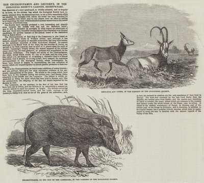 Il Choiropotamus e il Leucoryx, nei Giardini della Società Zoologica, Regent